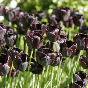 Tulipe Queen of night (x8)